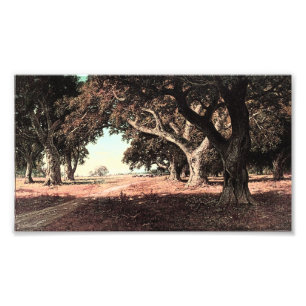 California Ranch by William Keith (Modified) Photo Print