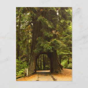 California Redwood Drive Thru Tree Postcard