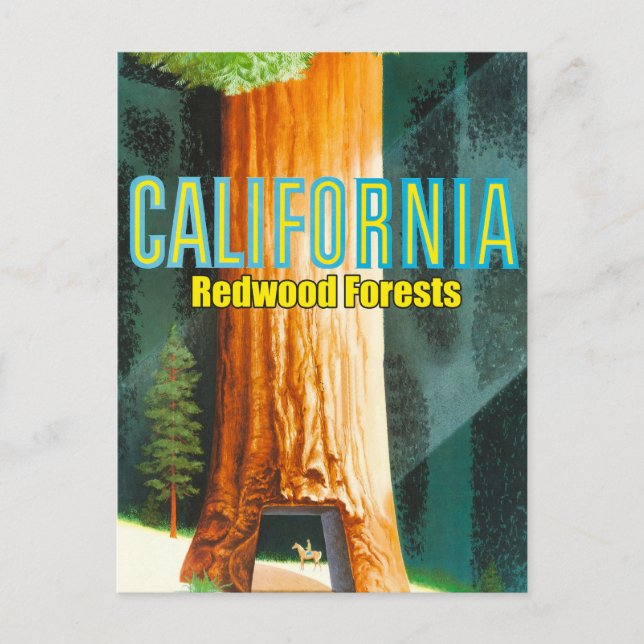California, Redwood Forest, Big Tree, Sequoia Postcard (Front)