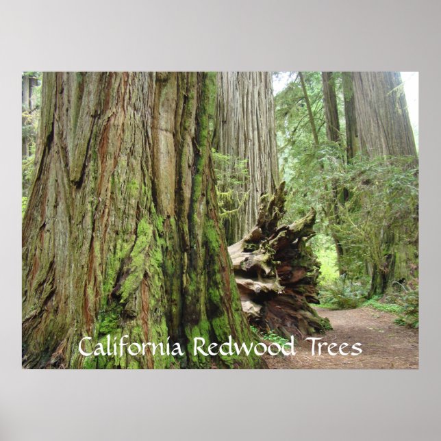 California Redwood Trees art prints Big Redwoods (Front)