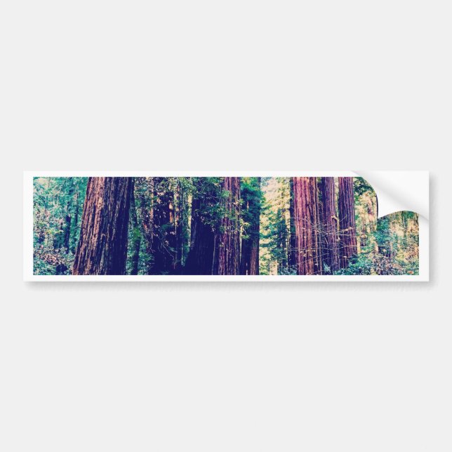 California Redwoods Bumper Sticker (Front)