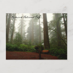 California Redwoods Postcard