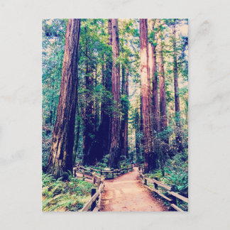 California Redwoods Postcard