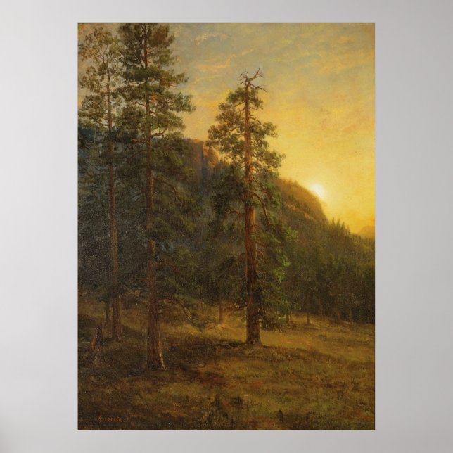 California Redwoods Poster (Front)