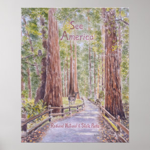 California Redwoods Poster
