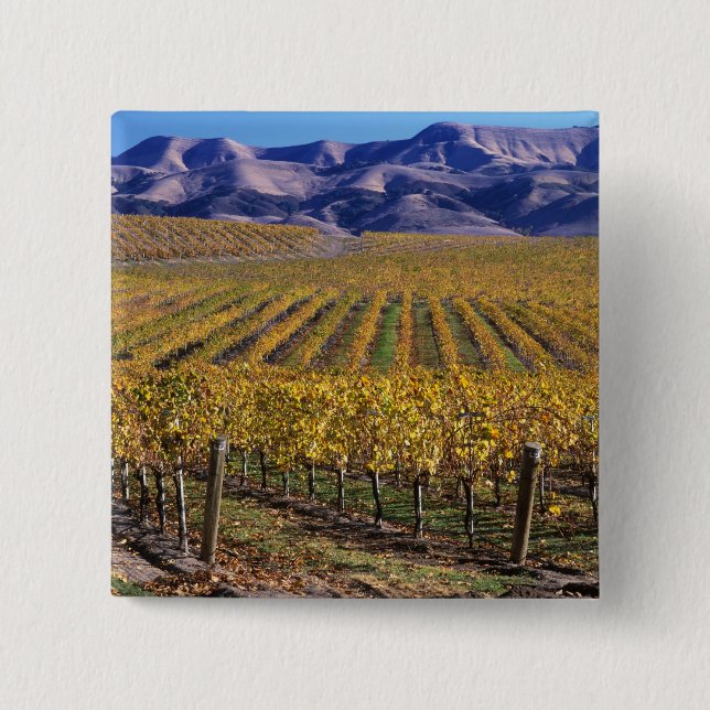 California, San Luis Obispo County, Edna Valley 15 Cm Square Badge (Front)