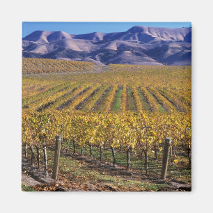 California, San Luis Obispo County, Edna Valley Magnet