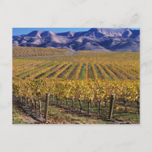 California, San Luis Obispo County, Edna Valley Postcard