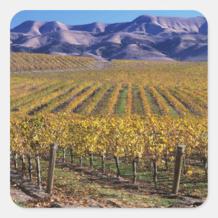 California, San Luis Obispo County, Edna Valley Square Sticker