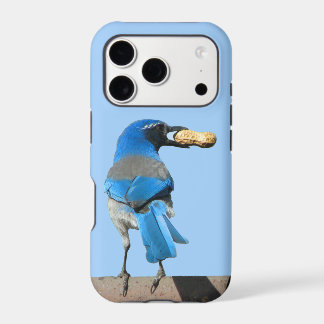 California Scrub Jay