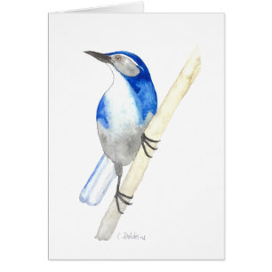 California Scrub Jay