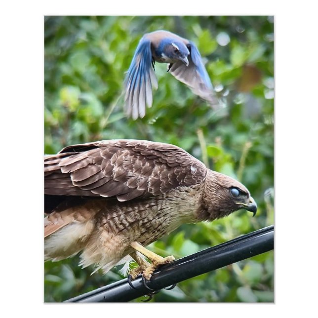 California Scrub Jay Attacking Red-tailed Hawk Photo Print (Front)