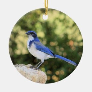 California Scrub Jay Ceramic Ornament