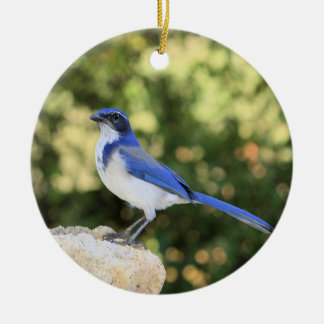 California Scrub Jay Ceramic Ornament
