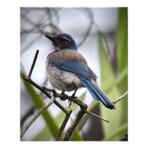 California Scrub Jay