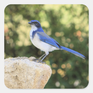 California Scrub Jay - Sticker