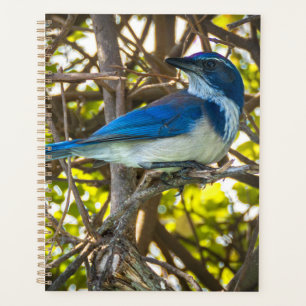 California Scrub Jay Wildlife Art Print Notebook Planner
