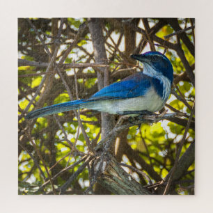 California Scrub Jay Wildlife Nature Photography Jigsaw Puzzle