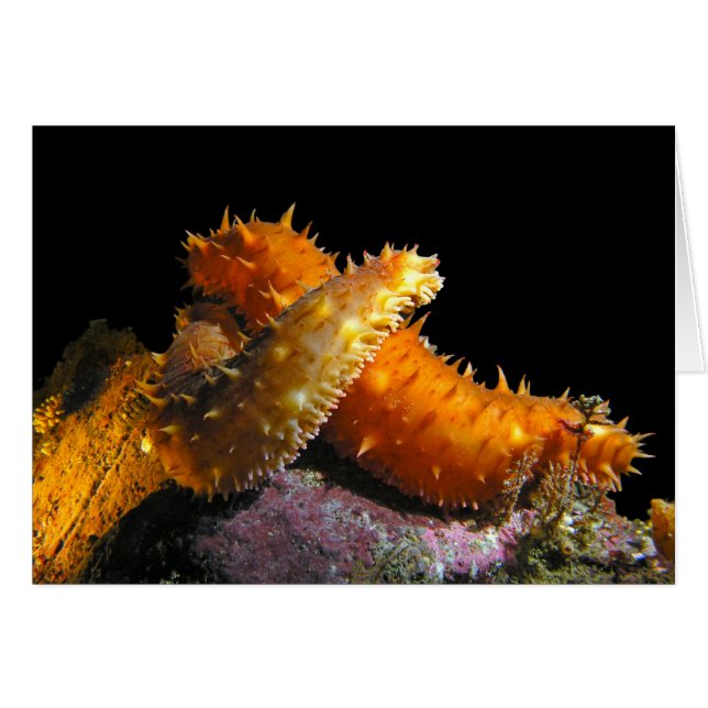 California Sea Cucumber Love - Card (Front Horizontal)