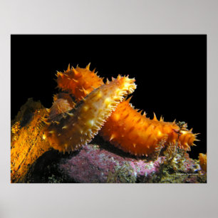 California Sea Cucumber Love - Fine Art Prints
