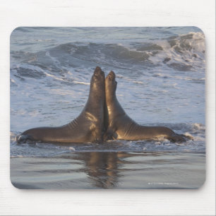 California Sea Lion Mouse Pad