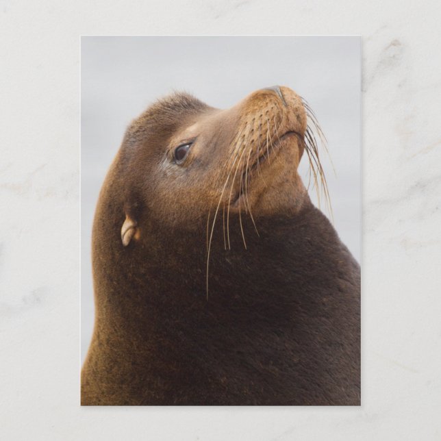 California Sea Lion Postcard (Front)