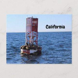 California Sea Lion Postcard