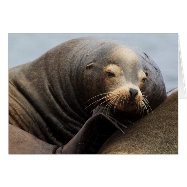 California Sea Lion Resting (Front Horizontal)