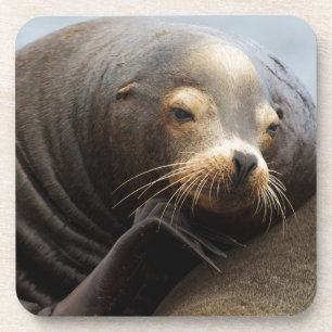 California Sea Lion Resting Coaster
