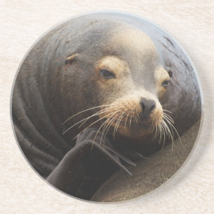 California Sea Lion Resting Coaster
