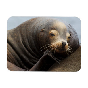 California Sea Lion Resting Magnet