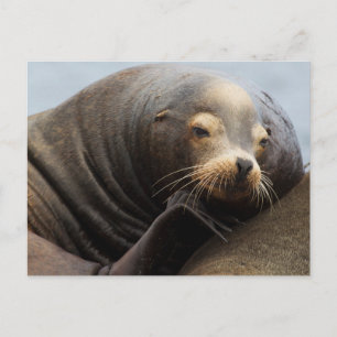 California Sea Lion Resting Postcard