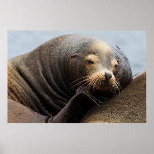 California Sea Lion Resting Poster