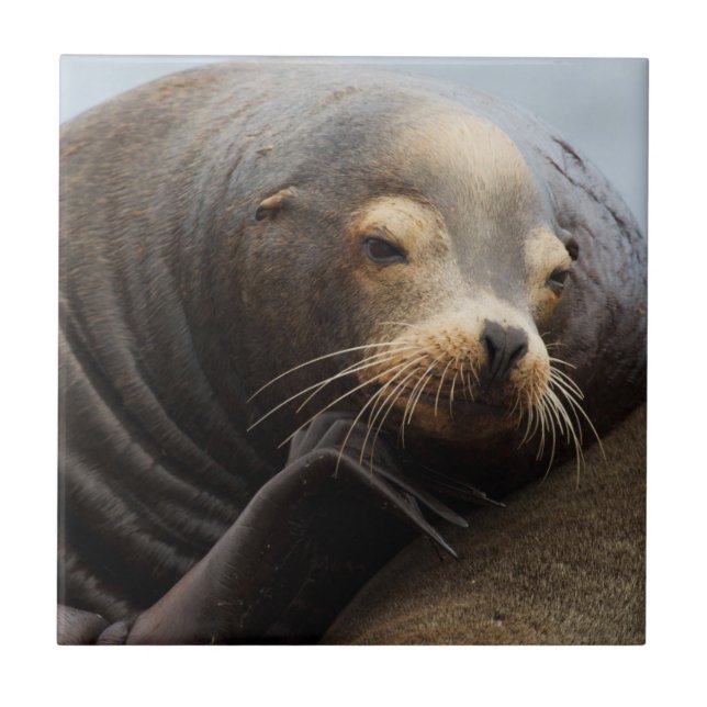 California Sea Lion Resting Tile (Front)
