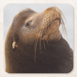 California Sea Lion Square Paper Coaster