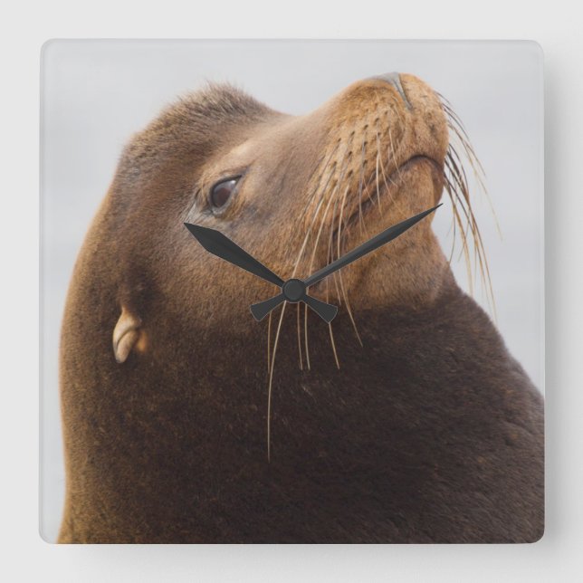 California Sea Lion Square Wall Clock (Front)