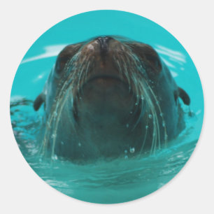California Sea Lion Sticker