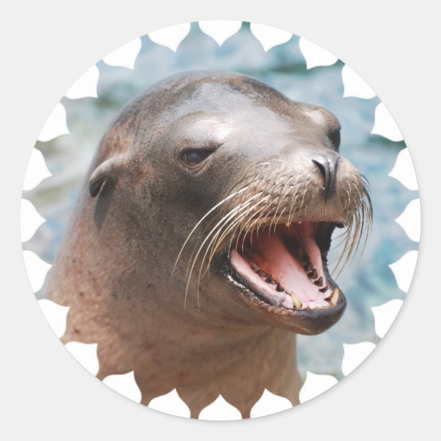California Sea Lion Stickers (Front)