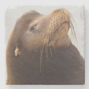 California Sea Lion Stone Coaster