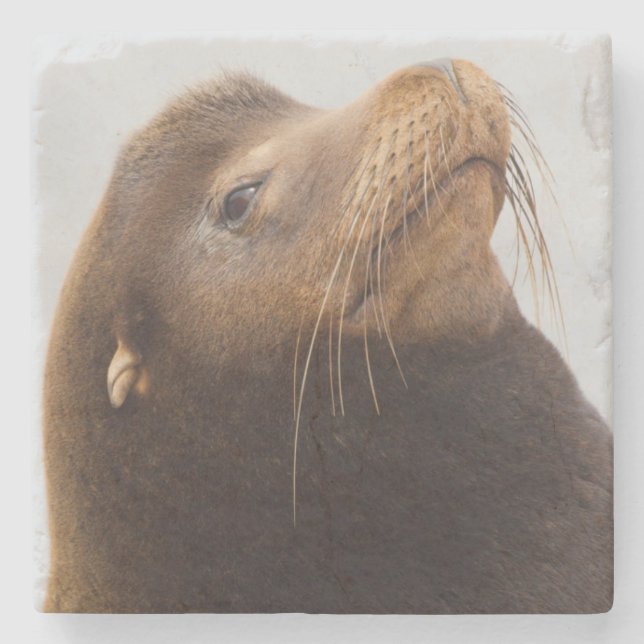 California Sea Lion Stone Coaster (Front)