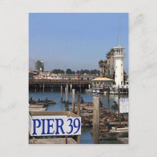 California Sea Lions Postcard