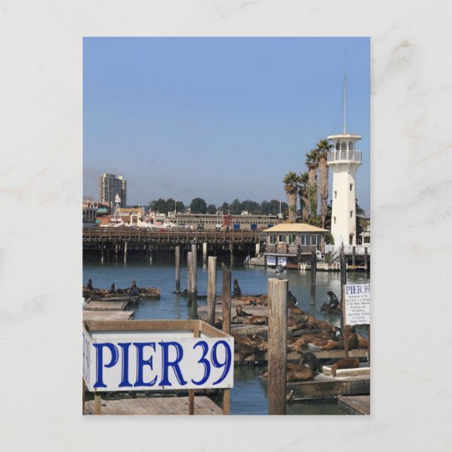 California Sea Lions Postcard (Front)