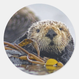 California Sea Otter Classic Round Sticker