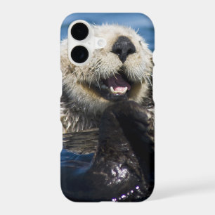 California Sea Otter Enhydra lutris) grooms