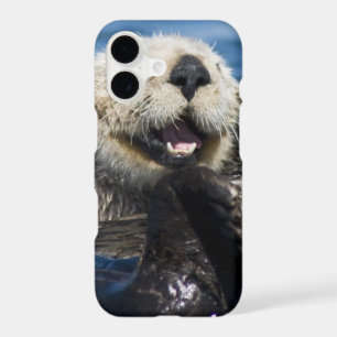 California Sea Otter Enhydra lutris) grooms