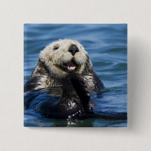 California Sea Otter Enhydra lutris) grooms 15 Cm Square Badge