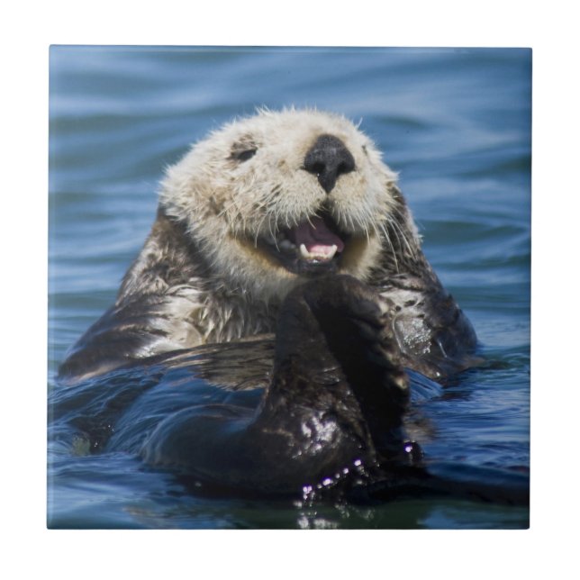 California Sea Otter Enhydra lutris) grooms Ceramic Tile (Front)