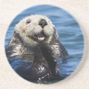 California Sea Otter Enhydra lutris) grooms Coaster