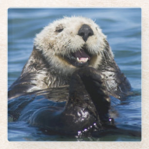 California Sea Otter Enhydra lutris) grooms Glass Coaster