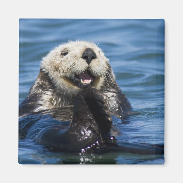 California Sea Otter Enhydra lutris) grooms Magnet (Front)